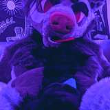 chihuahua from onlyfans